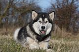 ALASKAN MALAMUTE 774